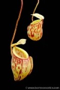 Nepenthes glabrata M